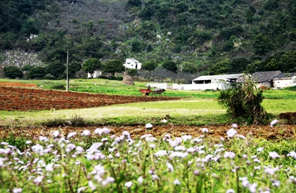 Mùa xuân trên cao nguyên ảnh 15