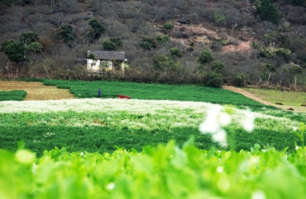 Mùa xuân trên cao nguyên ảnh 13 Mùa xuân trên cao nguyên ảnh 13