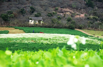 Mùa xuân trên cao nguyên ảnh 13