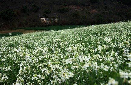 Mùa xuân trên cao nguyên ảnh 11 Mùa xuân trên cao nguyên ảnh 11