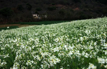 Mùa xuân trên cao nguyên ảnh 11