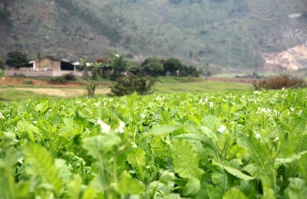 Mùa xuân trên cao nguyên ảnh 9 Mùa xuân trên cao nguyên ảnh 9