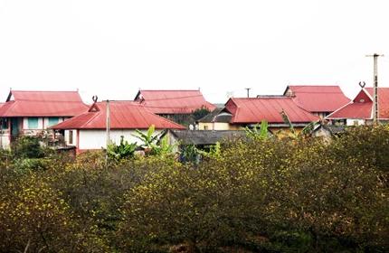 Mùa xuân trên cao nguyên ảnh 16