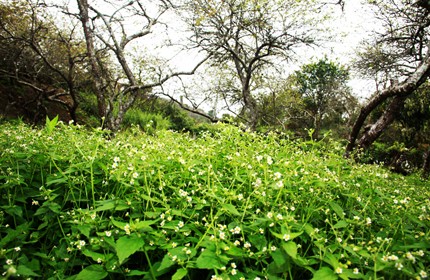 Mùa xuân trên cao nguyên ảnh 14 Mùa xuân trên cao nguyên ảnh 14