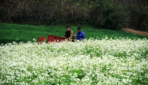Mùa xuân trên cao nguyên ảnh 12 Mùa xuân trên cao nguyên ảnh 12