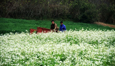Mùa xuân trên cao nguyên ảnh 12