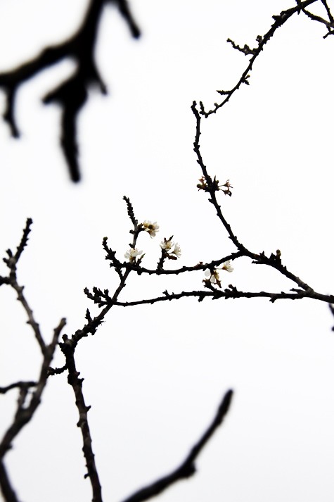 Mùa xuân trên cao nguyên ảnh 10 Mùa xuân trên cao nguyên ảnh 10