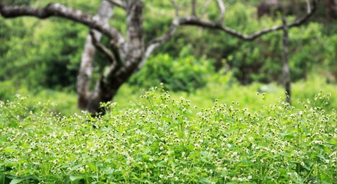 Mùa xuân trên cao nguyên ảnh 8 Mùa xuân trên cao nguyên ảnh 8