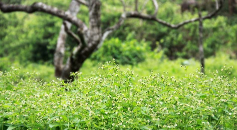 Mùa xuân trên cao nguyên ảnh 8