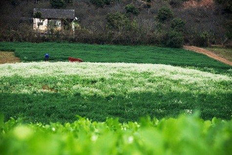 Mùa xuân trên cao nguyên ảnh 7 Mùa xuân trên cao nguyên ảnh 7