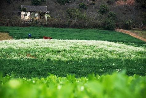 Mùa xuân trên cao nguyên ảnh 7