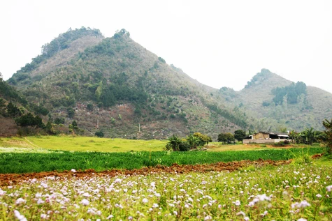 Mùa xuân trên cao nguyên ảnh 1