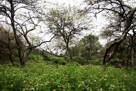 Mùa xuân trên cao nguyên ảnh 4