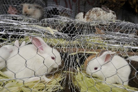 Những ngày này, thỏ là con vật nuôi được tìm mua nhiều. Tuy nhiên các nhà hoạt động vì quyền động vật e ngại rằng sau Tết sẽ có nhiều con thỏ bị bỏ mặc không được chăm sóc. Trong ảnh là những con thỏ dễ thương được bày bán trên vỉa hè ở TâyJava, Indonesia.