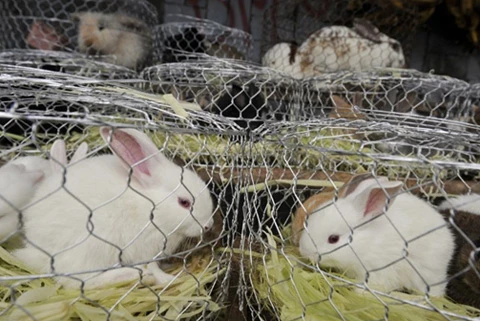 Những ngày này, thỏ là con vật nuôi được tìm mua nhiều. Tuy nhiên các nhà hoạt động vì quyền động vật e ngại rằng sau Tết sẽ có nhiều con thỏ bị bỏ mặc không được chăm sóc. Trong ảnh là những con thỏ dễ thương được bày bán trên vỉa hè ở TâyJava, Indonesia.