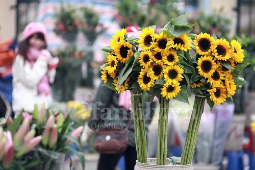 Tấp nập chợ hoa ngày Tết ảnh 2 Tấp nập chợ hoa ngày Tết ảnh 2
