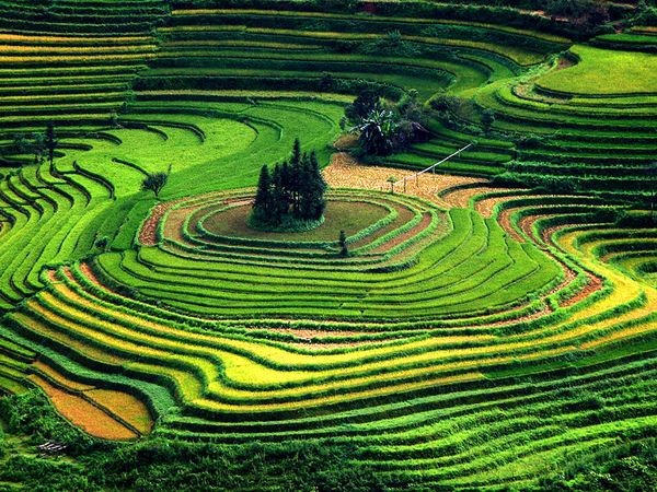 Những cánh đồng rực rỡ sắc màu ảnh 17 Những cánh đồng rực rỡ sắc màu ảnh 17