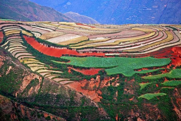 Những cánh đồng rực rỡ sắc màu ảnh 20 Những cánh đồng rực rỡ sắc màu ảnh 20