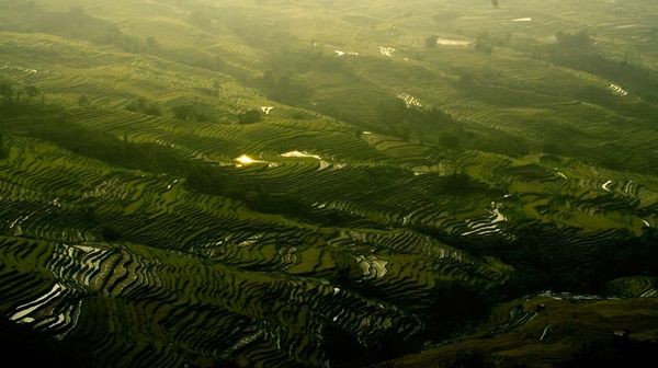 Những cánh đồng rực rỡ sắc màu ảnh 4 Những cánh đồng rực rỡ sắc màu ảnh 4