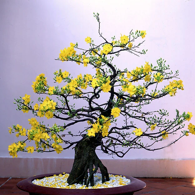 Chọn mai thế chơi Tết ảnh 2