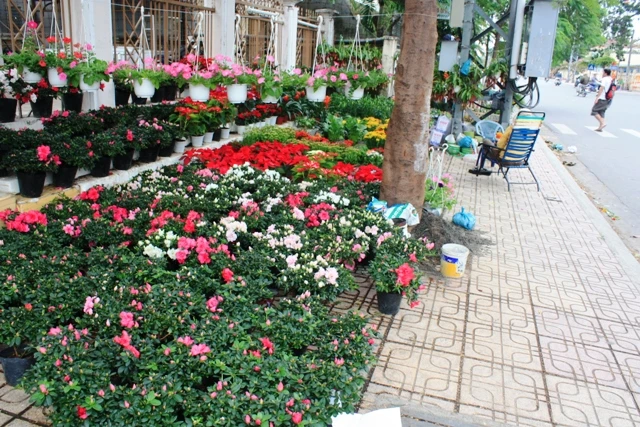 Sắc xuân đã về trên đường phố Nha Trang ảnh 1