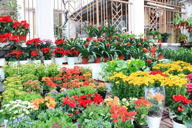 Sắc xuân đã về trên đường phố Nha Trang ảnh 2