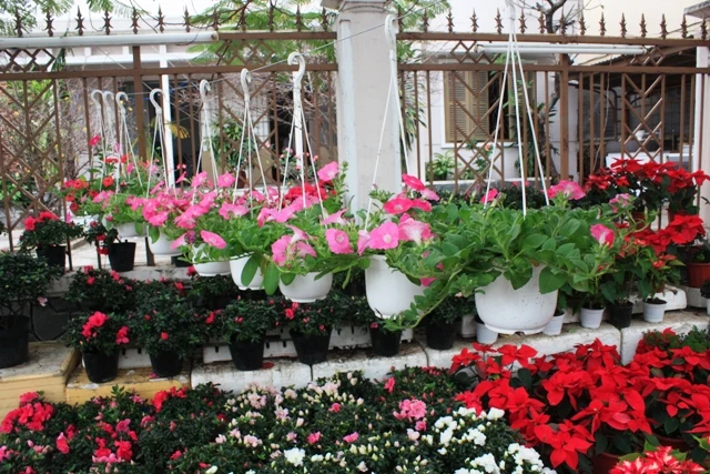 Sắc xuân đã về trên đường phố Nha Trang ảnh 3