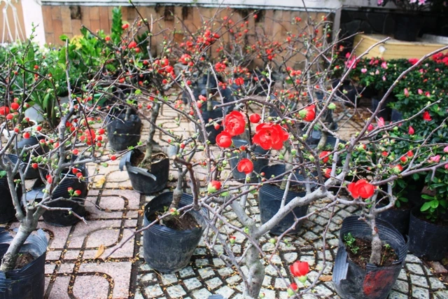 Sắc xuân đã về trên đường phố Nha Trang ảnh 4