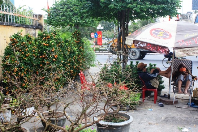 Sắc xuân đã về trên đường phố Nha Trang ảnh 5 Sắc xuân đã về trên đường phố Nha Trang ảnh 5