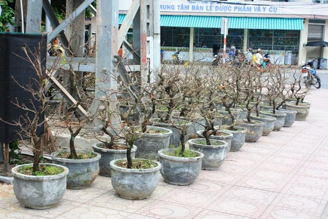 Sắc xuân đã về trên đường phố Nha Trang ảnh 6