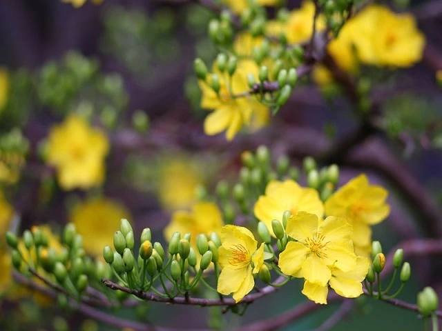 Chọn mai thế chơi Tết ảnh 1