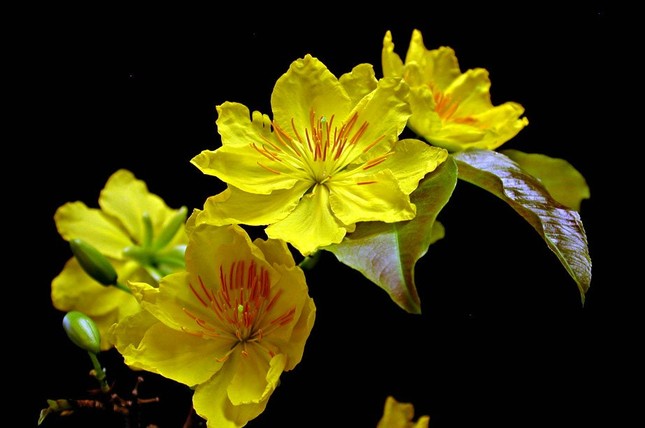 Chọn mai thế chơi Tết ảnh 3 Chọn mai thế chơi Tết ảnh 3