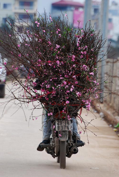 Hoa đào được bày bán nhiều nhất ở chợ hoa. Tiếp đến là hoa cúc. Mỗi khóm cúc này có giá từ 50.000-70.000 đồng. Hoa cúc đẹp, sang và bền nên rất nhiều người mua về trồng dịp Tết. Hoa violet và lay ơn khó có thể thiếu trong mỗi gia đình Hà Nội vào dịp Tết. Hoa ly thơm, bền và sang trọng. Thiếu nữ Hà Nội đi chợ hoa. Chợ hoa Tết không chỉ là nơi mua bán, đó còn là những khoảnh khắc thể hiện tình yêu thiên nhiên, sự thư thái của mỗi người khi xuân về. Vì thế, đi chợ hoa không chỉ có các bà, các mẹ, các chị mà nhiều bậc nam nhi cũng đến, chọn hoa và mang về nhà. Sau khi dạo nhiều vòng, mỗi gia đình đều có "sản phẩm" mang về. Và dĩ nhiên không thể thiếu một cành đào. Đào cũng theo những chuyến xe mang mùa xuân đến khắp ngõ ngách của thành phố Nhộn nhịp chợ hoa Tết