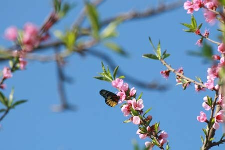 Ngày thanh minh không phải là ngày buồn hay chỉ là ngày tưởng nhớ quá khứ. Đó là một ngày vui, vì tảo mộ xong là lễ hội, tài tử giai nhân dập dìu đi giữa màu xanh của đất trời để giao duyên, giao ước, giao tơ hồng. Ảnh: VnE Ngày thanh minh không phải là ngày buồn hay chỉ là ngày tưởng nhớ quá khứ. Đó là một ngày vui, vì tảo mộ xong là lễ hội, tài tử giai nhân dập dìu đi giữa màu xanh của đất trời để giao duyên, giao ước, giao tơ hồng. Ảnh: VnE