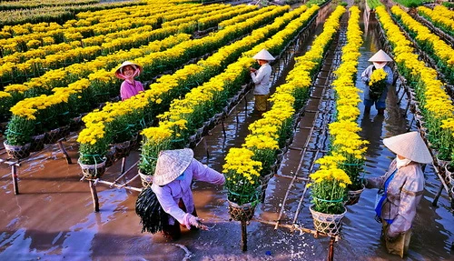 Hoa xuân Sa Đéc - Ảnh dự thi cuộc thi ảnh Xuân hân hoan năm 2010 của tác giả Trương Quang Minh