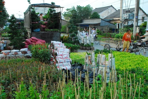 Chăm sóc từng khóm hoa - Ảnh: Hoàng Thạch Vân Hoa tập kết đưa về chợ hoa khắp các tỉnh thành - Ảnh: Hoàng Thạch Vân