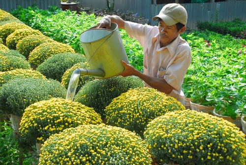 Chăm sóc từng khóm hoa - Ảnh: Hoàng Thạch Vân Hoa tập kết đưa về chợ hoa khắp các tỉnh thành - Ảnh: Hoàng Thạch Vân