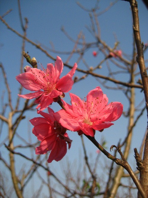 Nhan sắc hoa đào