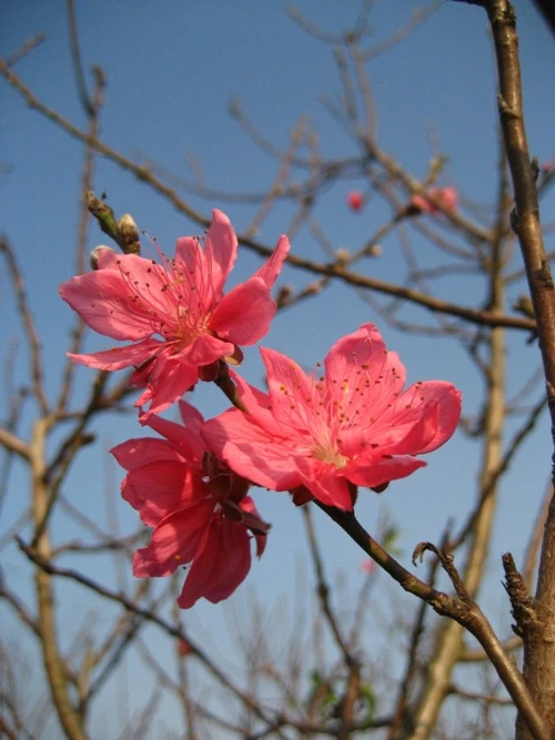 Nhan sắc hoa đào