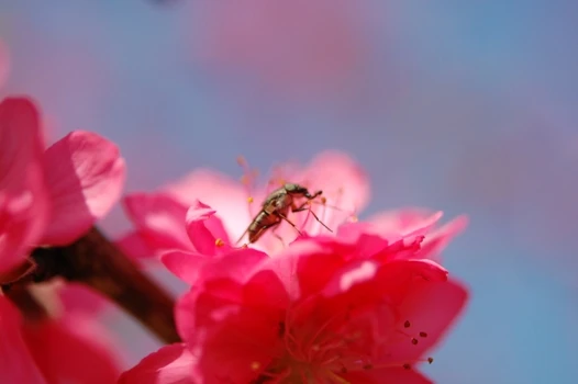 Nhan sắc hoa đào