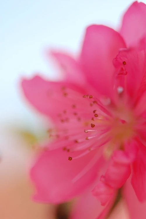 Nhan sắc hoa đào