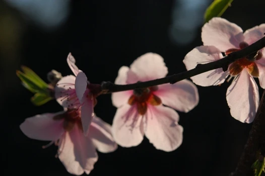 Nhan sắc hoa đào