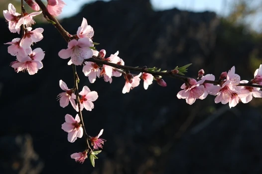 Nhan sắc hoa đào