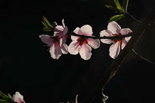 Nhan sắc hoa đào