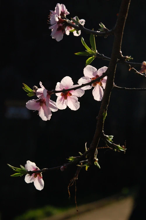 Nhan sắc hoa đào