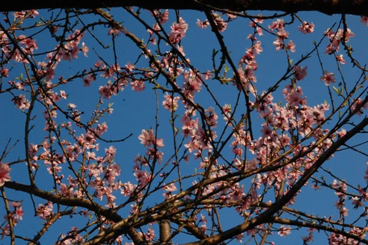 Nhan sắc hoa đào