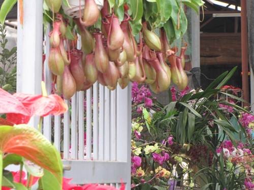 "Sắc xuân" tràn ngập phố ảnh 14 "Sắc xuân" tràn ngập phố ảnh 14