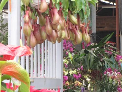 "Sắc xuân" tràn ngập phố ảnh 14