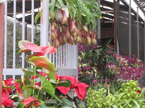 "Sắc xuân" tràn ngập phố ảnh 13 "Sắc xuân" tràn ngập phố ảnh 13