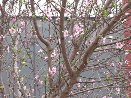 "Sắc xuân" tràn ngập phố ảnh 3 "Sắc xuân" tràn ngập phố ảnh 3